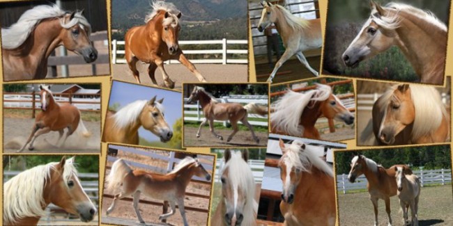 Wingspann Farms - Haflinger Horses